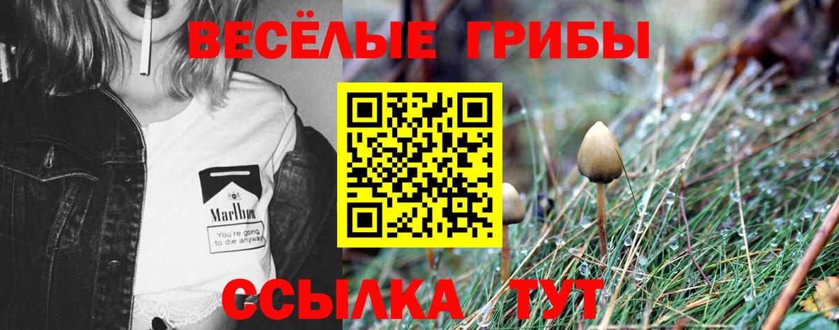 купить наркоту  Вход с VPN  Псилоцибиновые грибы GOLDEN TEACHER  Жуковский  Галлюциногенные грибы мухоморы 